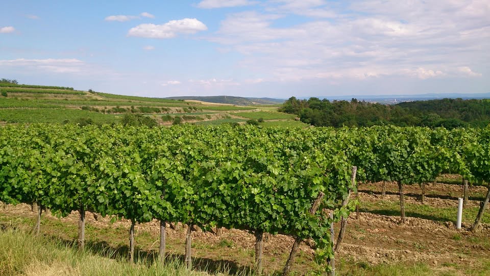 Riesling Bergjuwel